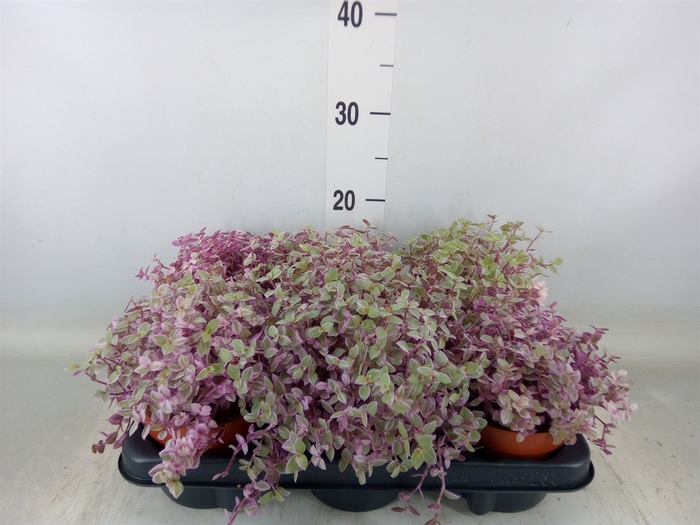 <h4>Callisia repens 'Rosato'</h4>