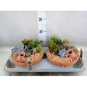 Arr.  Succulents H%