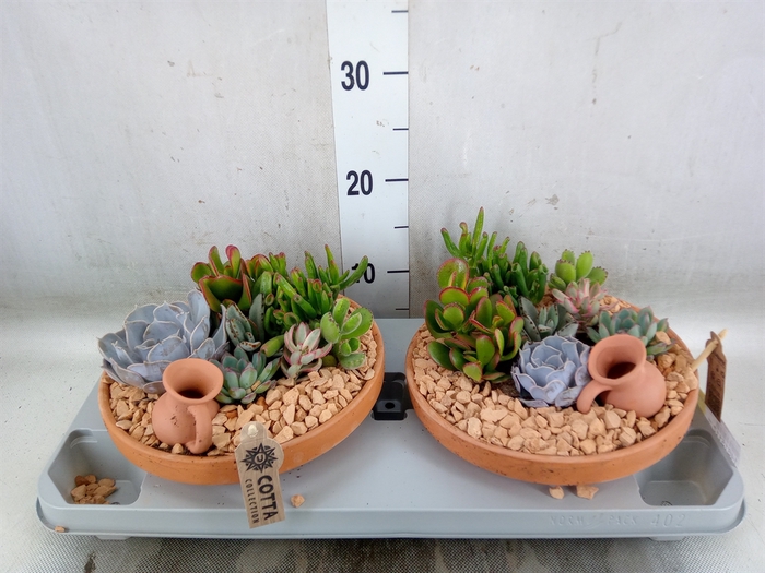 <h4>Arr.  Succulents H%</h4>