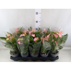 Anthurium andr. 'Joli'