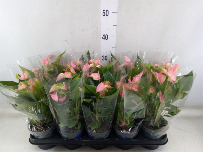 <h4>Anthurium andr. 'Joli'</h4>