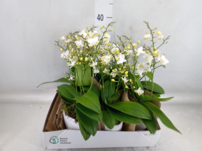 <h4>Arr.   Kamerplant Groen L%</h4>