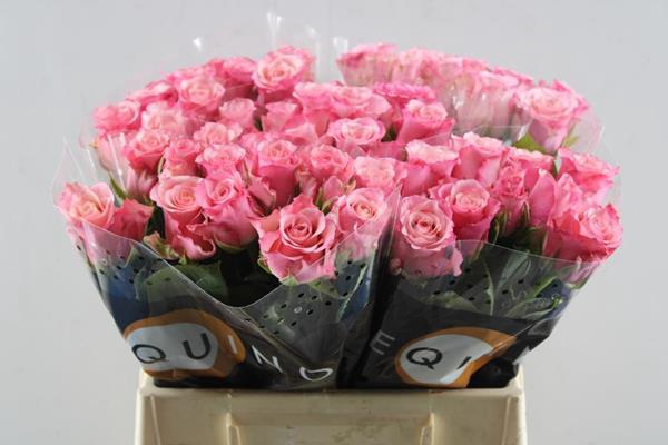 <h4>R Gr Ramonda L40</h4>