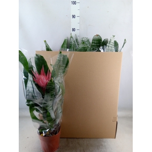 Aechmea fasciata 'Primera'