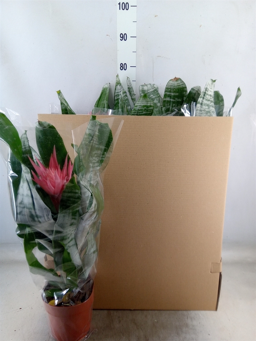 <h4>Aechmea fasciata 'Primera'</h4>