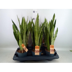 Sansevieria trifa.   ...