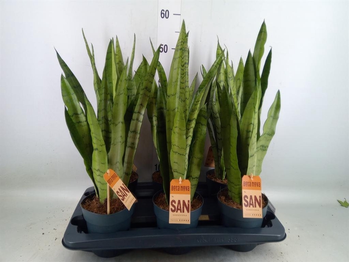 <h4>Sansevieria trifa.   ...</h4>