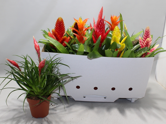 <h4>BROMELIA GEM 10 SRT</h4>