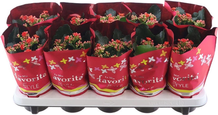 <h4>Kal Ge Perfecta Red</h4>