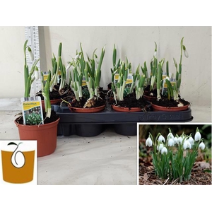 GALANTHUS NIV IN POT