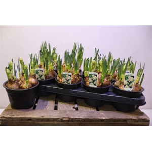 arr8 Narc D Bridal Crown