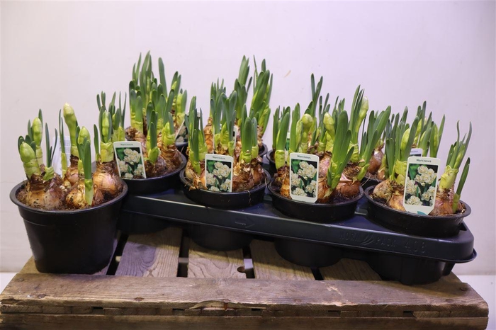 <h4>arr8 Narc D Bridal Crown</h4>