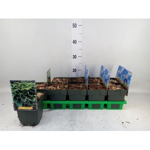 Hosta fortunei 'Aureomarginata'