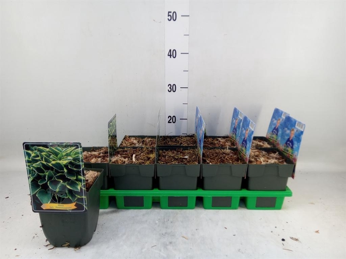 <h4>Hosta fortunei 'Aureomarginata'</h4>