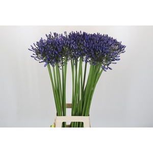 Agapanthus Suzan
