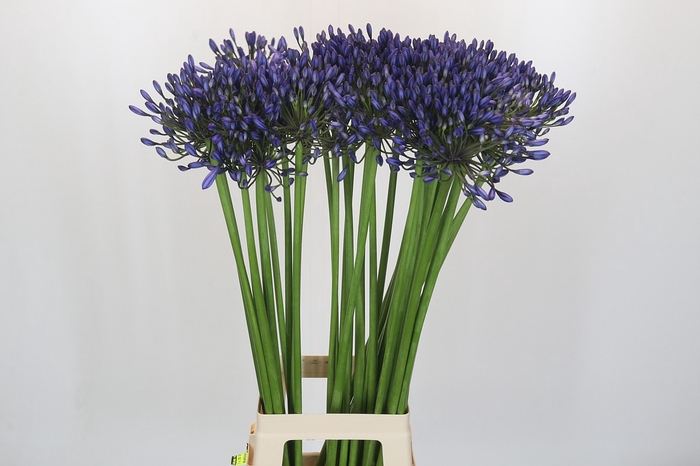 <h4>Agapanthus Suzan</h4>