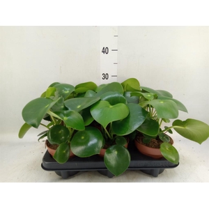 Peperomia polybotrya 'Raindrop'