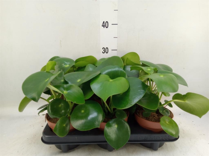 <h4>Peperomia polybotrya 'Raindrop'</h4>