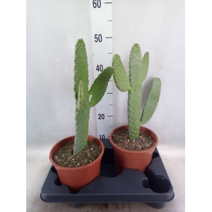 Opuntia