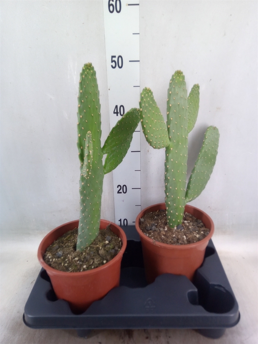 <h4>Opuntia</h4>