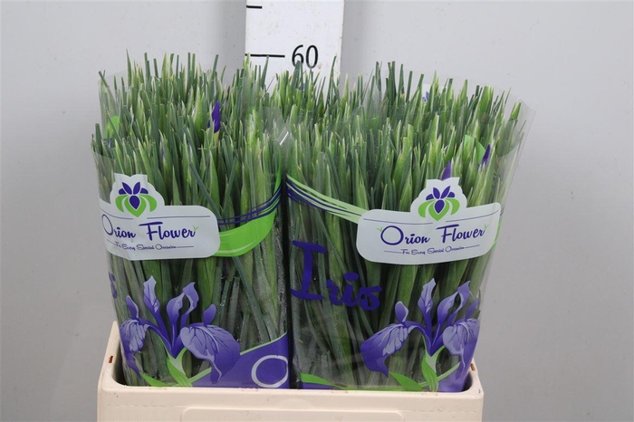 <h4>Iris Blue Magic</h4>