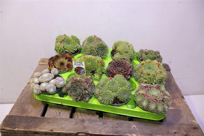 <h4>Sempervivum Mixt Lime Green</h4>