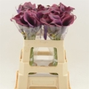 Calla Dior