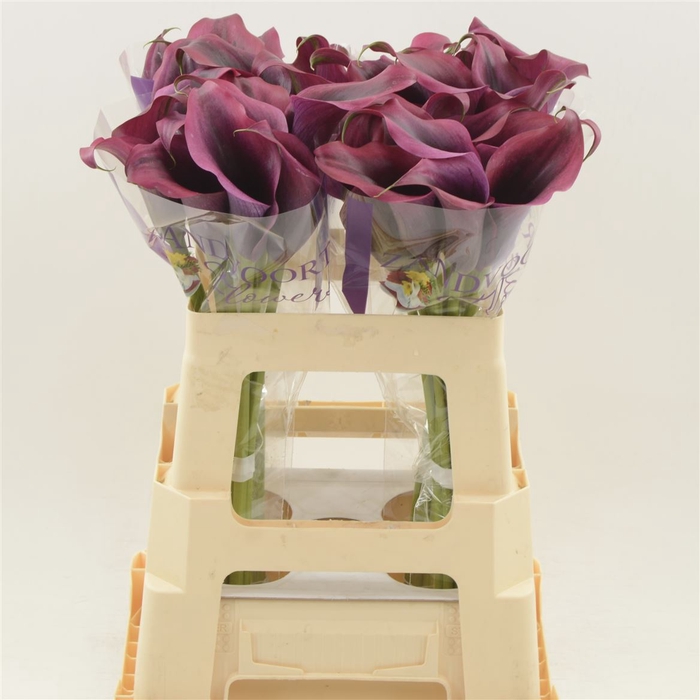 <h4>Calla Dior</h4>