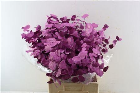 <h4>EUC CIN KLB P BOS H%</h4>
