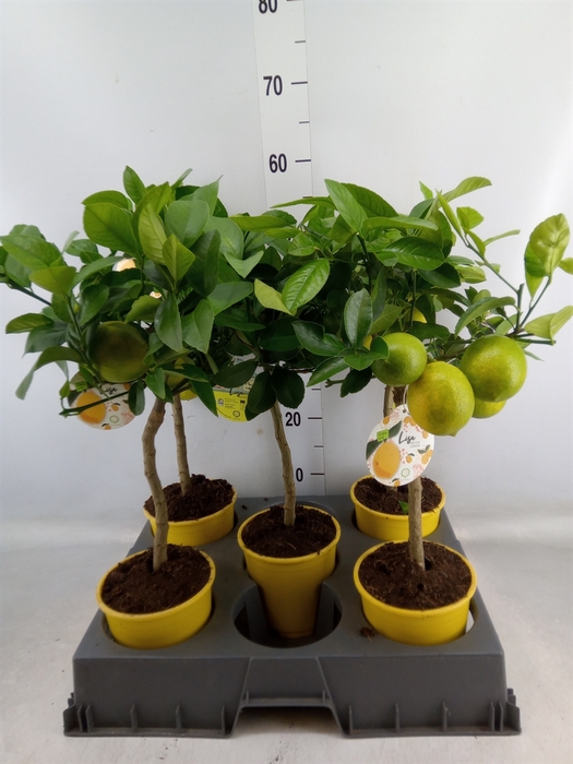 <h4>Citrus meyeri 'Meyer'</h4>