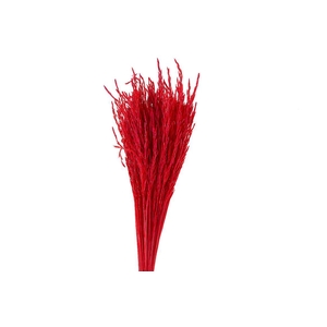 Dried Artz Rice Grass Monet Bunch