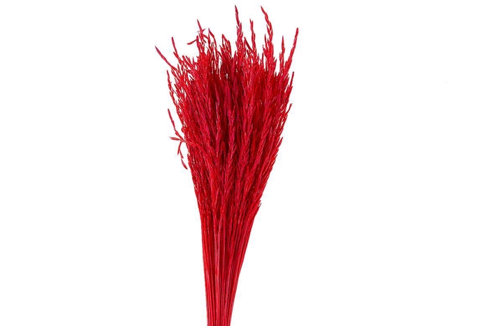 <h4>Dried Artz Rice Grass Monet Bunch</h4>