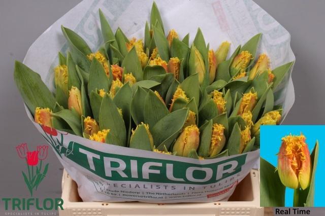 <h4>TU FR REAL TIME</h4>