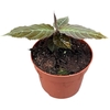 Overig planten Labisia Gigantifolia