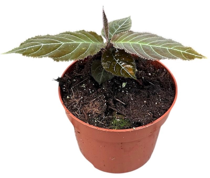 Overig planten Labisia Gigantifolia