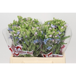 Oxypetalum Tweedia Blue