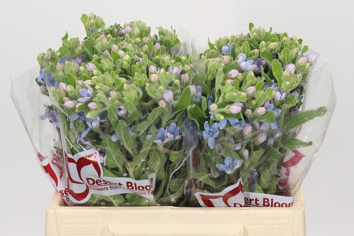 <h4>Oxypetalum Tweedia Blue</h4>