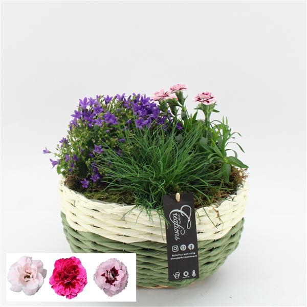 <h4>CACR-2515 Campanula creatie</h4>