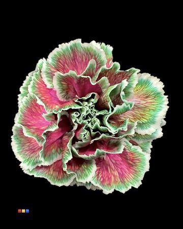 <h4>Dianthus St Happy Cherries</h4>