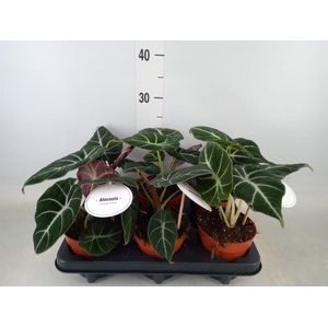 Alocasia  'Black Velvet'