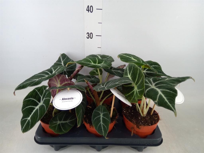 <h4>Alocasia  'Black Velvet'</h4>