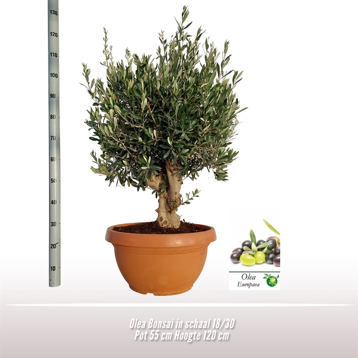 <h4>Olea bonsai in schaal</h4>