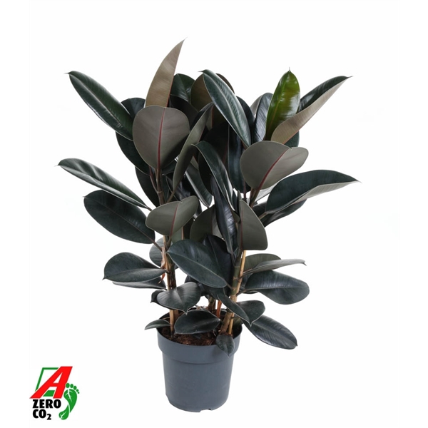 <h4>Ficus Elastica Abidjan 3PP P27</h4>