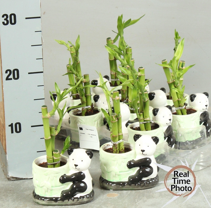 <h4>DRA LUCKY BAMBOO</h4>