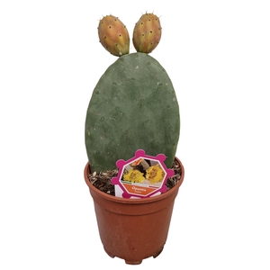 OPUNTIA