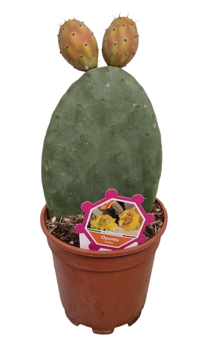 <h4>OPUNTIA</h4>