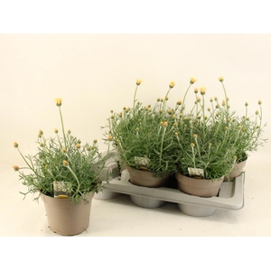 RHODAN H ZAGORA YELL