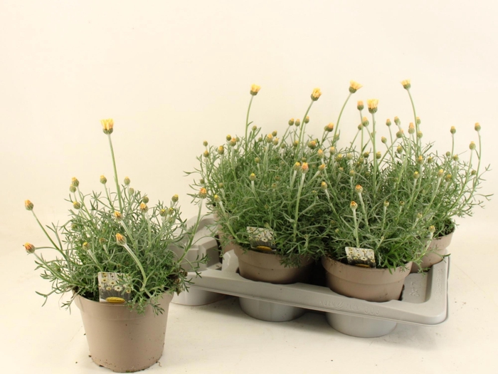 <h4>RHODAN H ZAGORA YELL</h4>