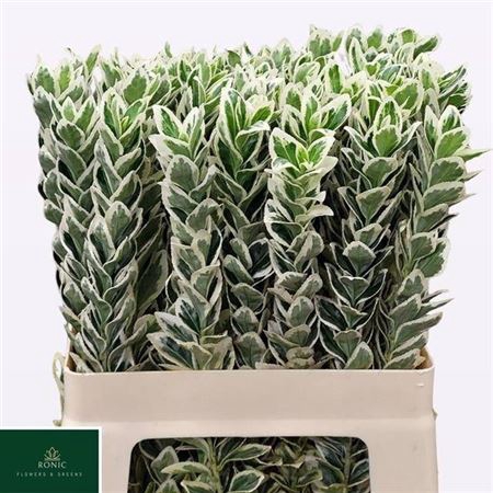 <h4>Euonymus J White Spire</h4>