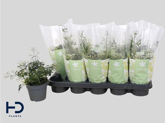 <h4>JASM POLYANTHUM WIT</h4>